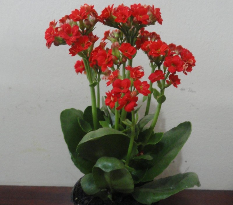 Kalanchoe blossfeldiana