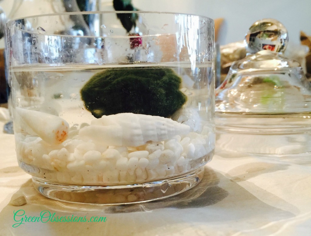 Marimo