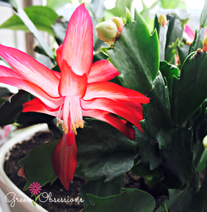 Schlumbergera truncata