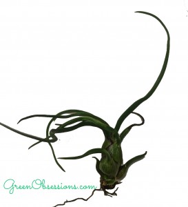 bulbosa
