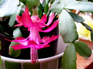 Christmas cactus