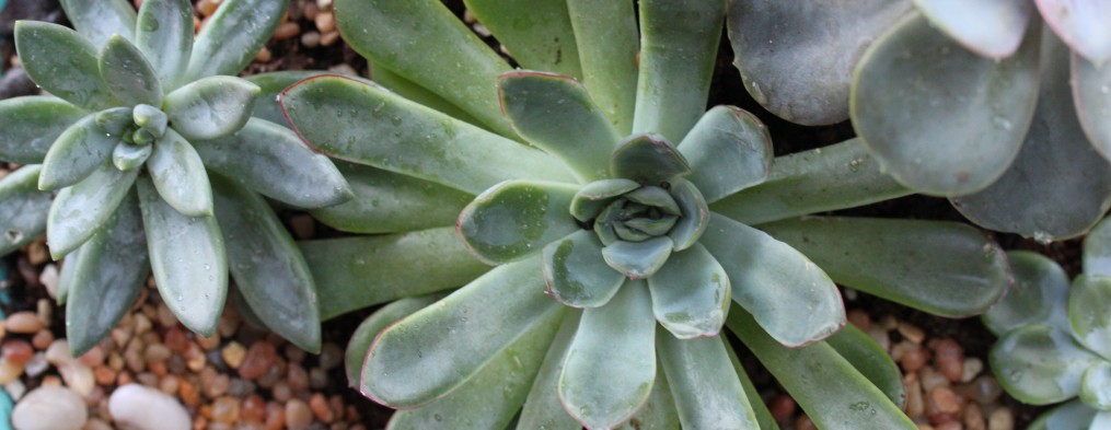 cropped-IMG_85371.jpg