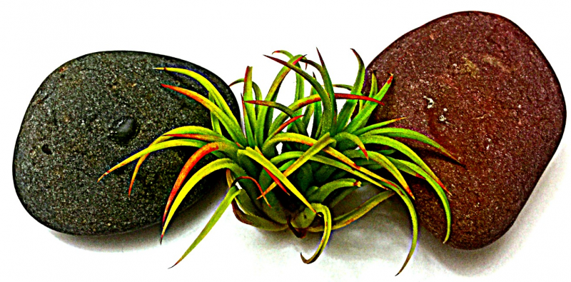 Tillandsia Ionantha