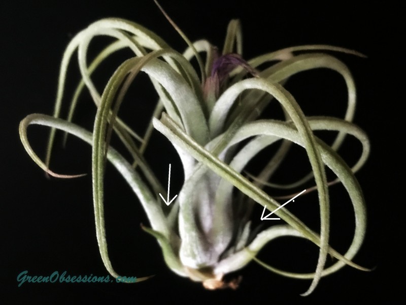 Tillandsia