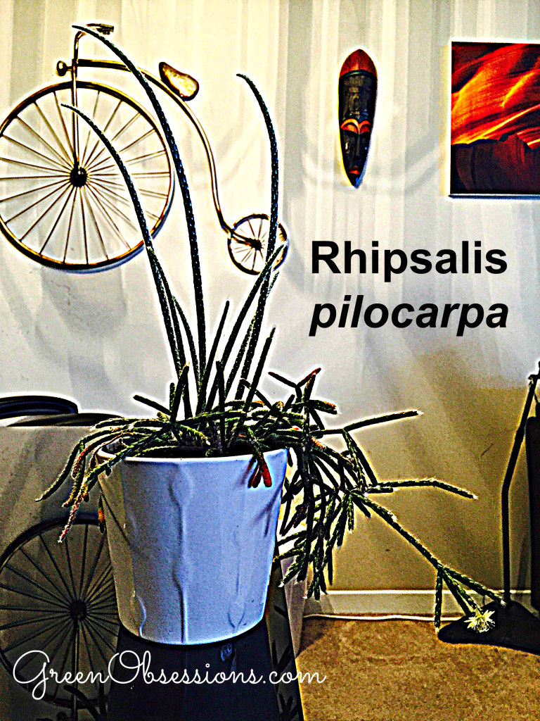 pilocarpa3
