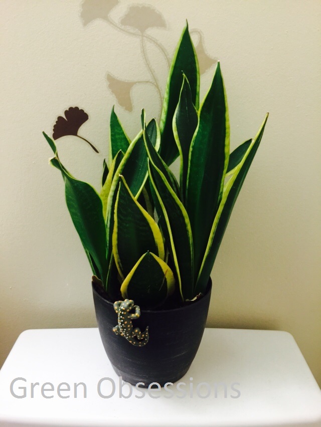 snake plant 2