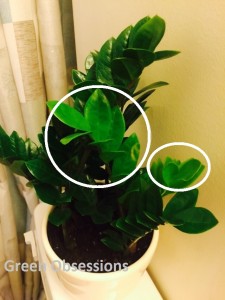 zz plant 7