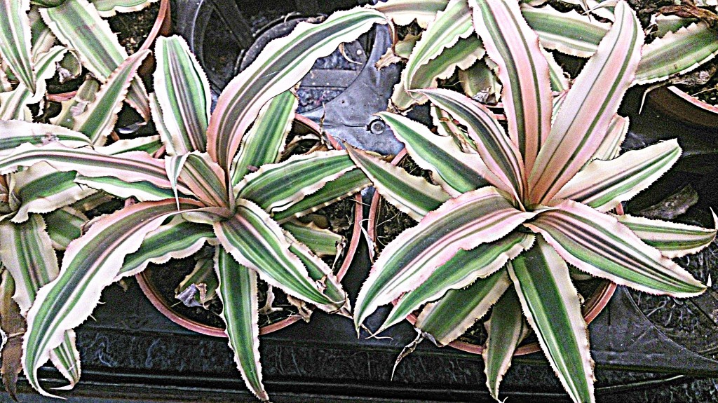Cryptanthus_'Pink_Starlight'_1