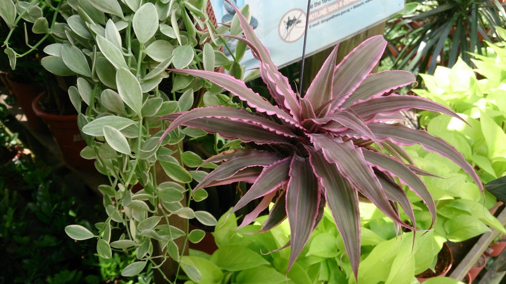Earth_Star_(Cryptanthus_bivittatus)_1