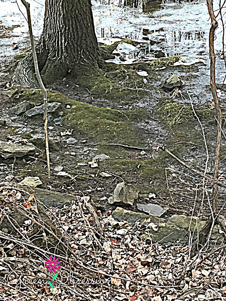 moss