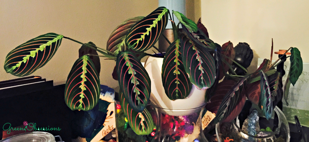 prayer plant1