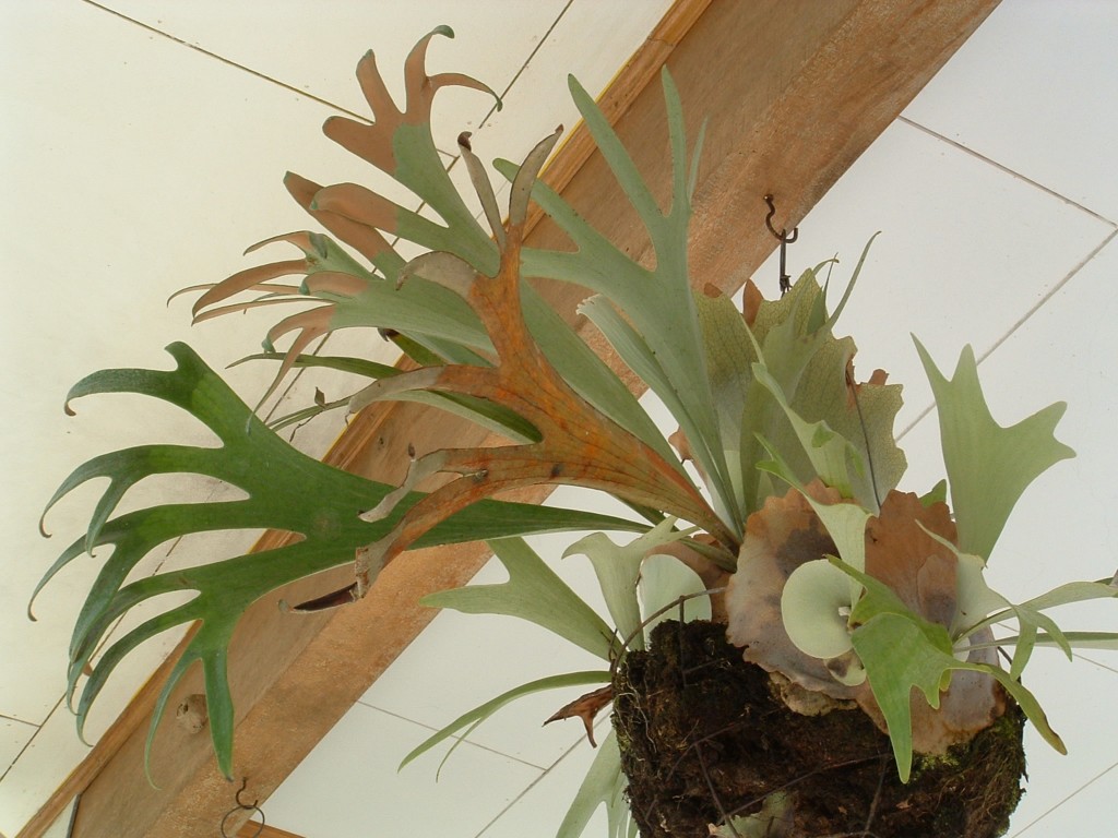 staghorn fern 