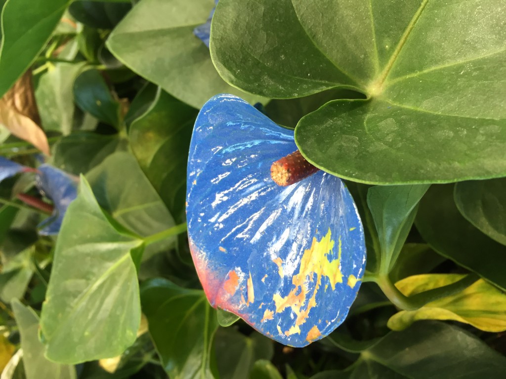 spray painted anthuriums