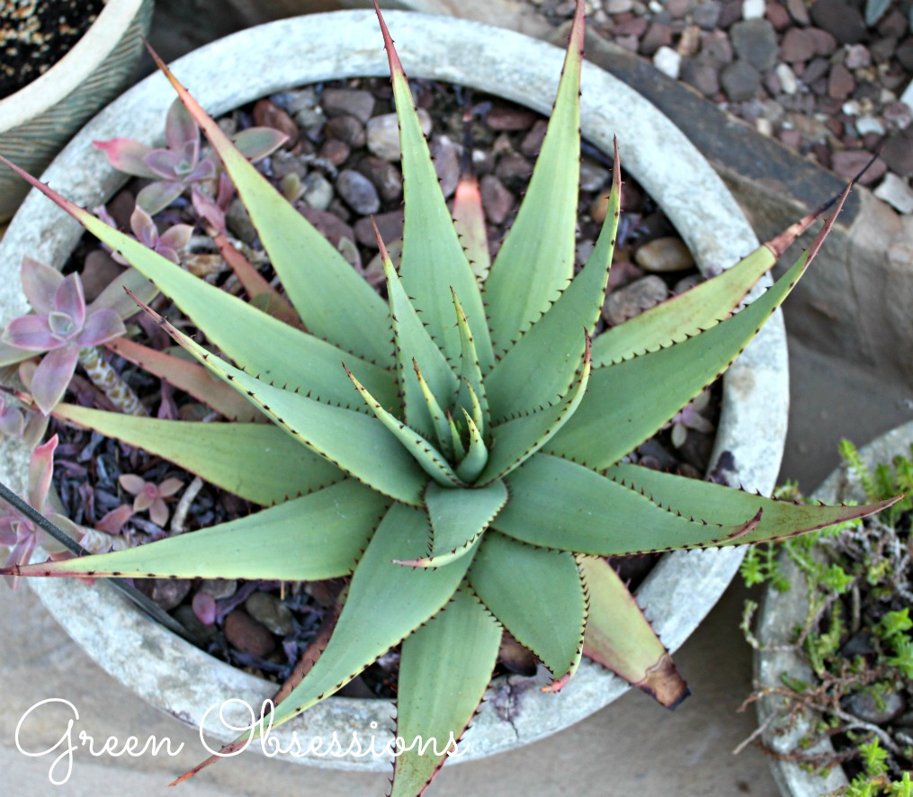 Agave