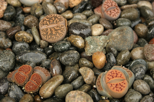 Lithops_garden