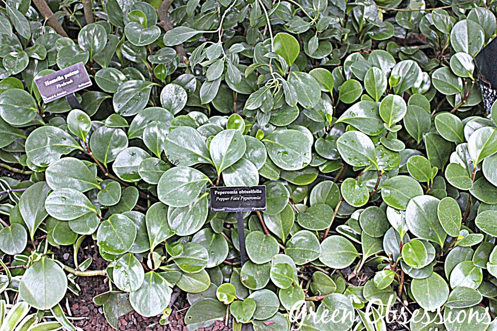 Peperomia