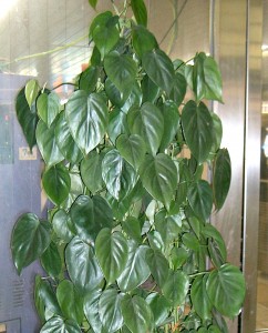 Philodendron oxycardium