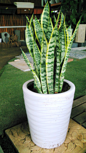 Sansevieria trifasciata