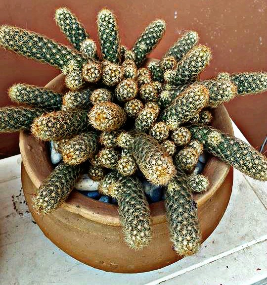 cacti10notuse