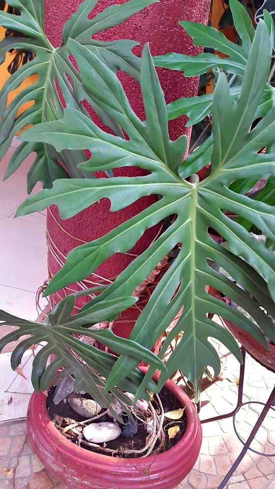 elephant ears2