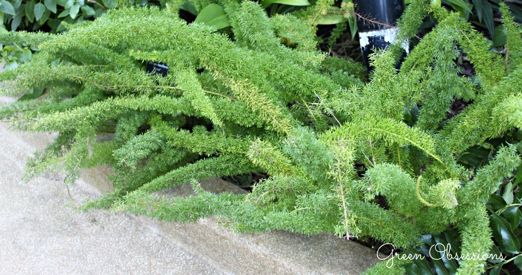 fern1