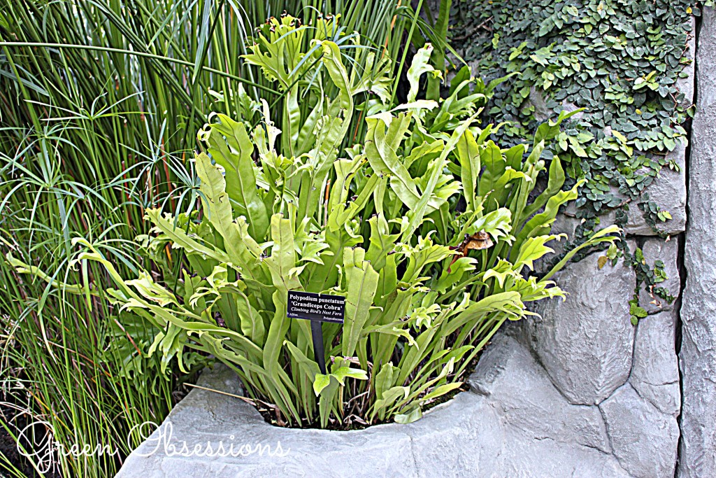 fern3