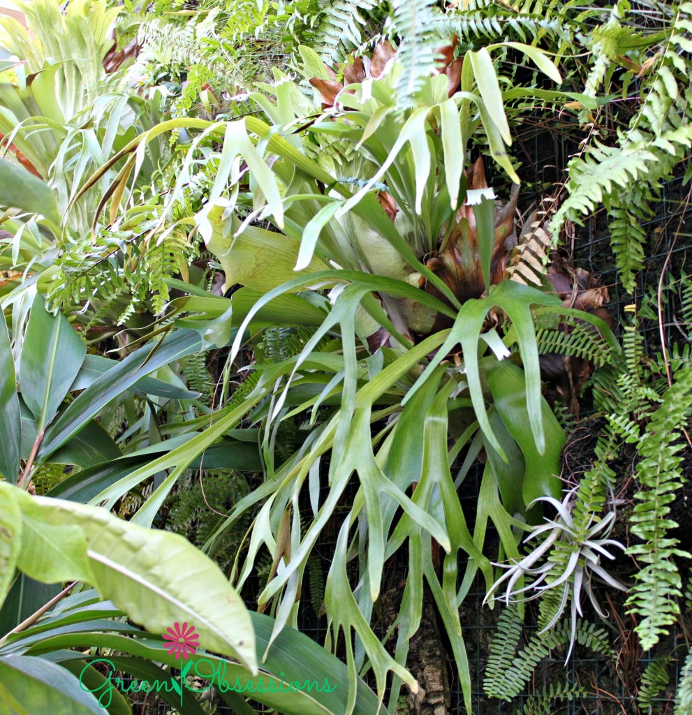 ferns2