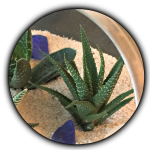 haworthia new