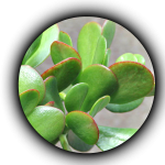 jade