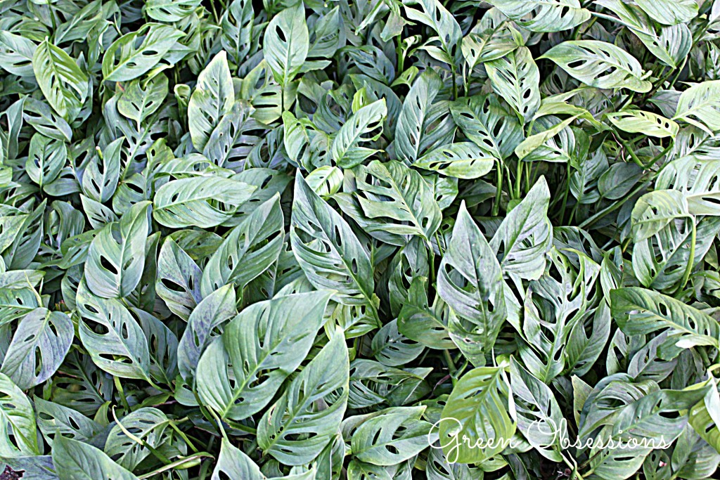 monstera