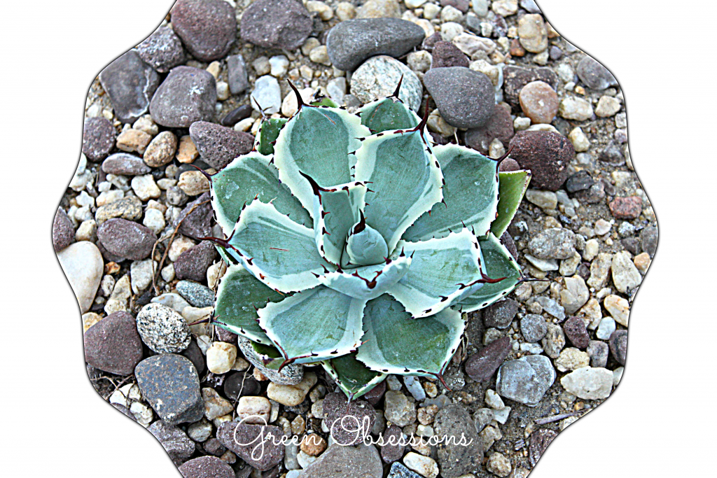 succ5