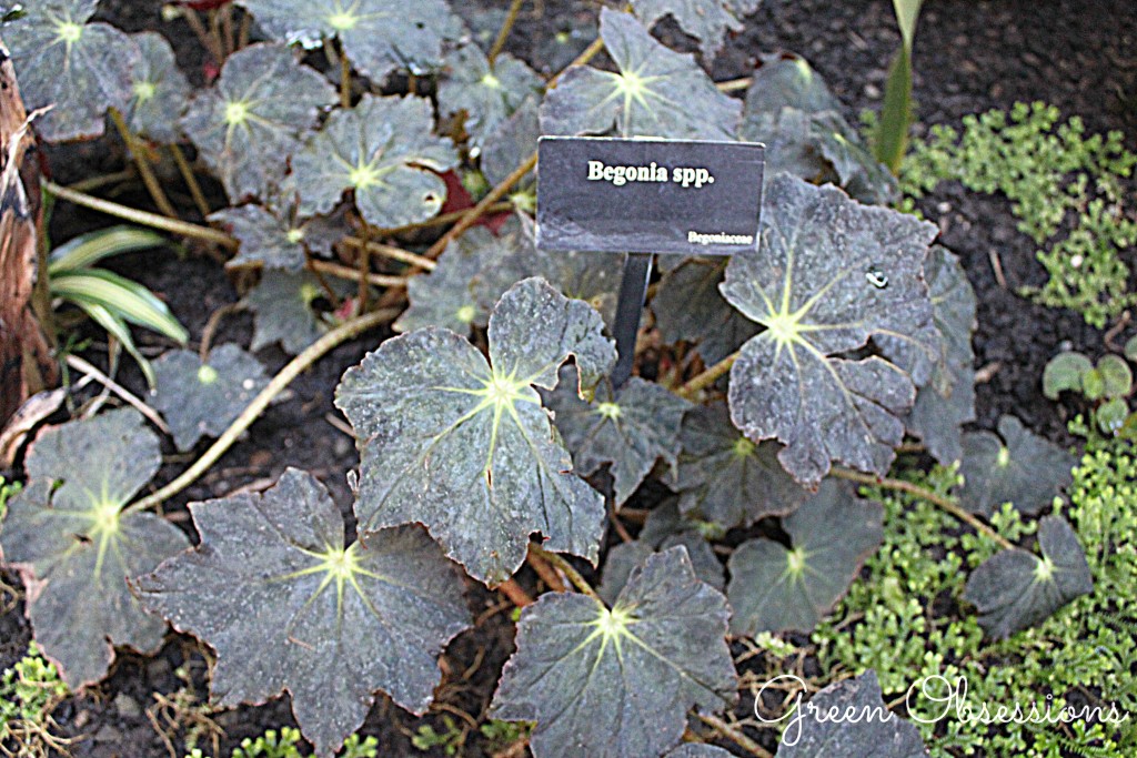 Begonia