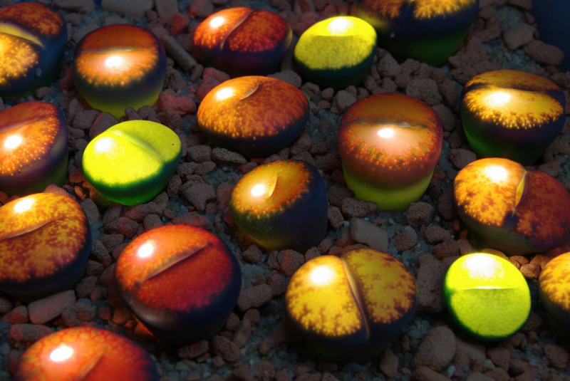 Lithops glow