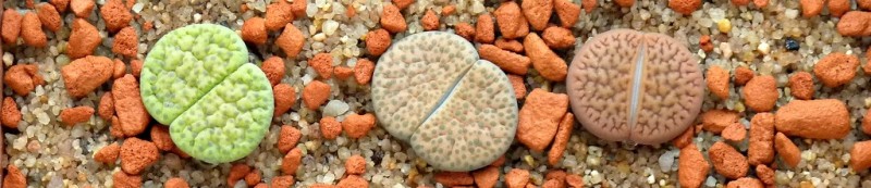 Lithops