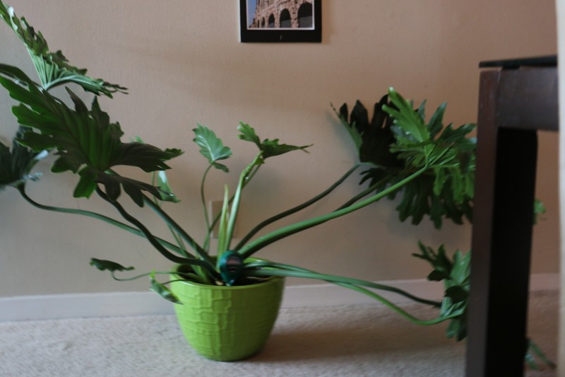 philodendron