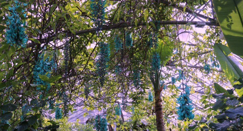 Jade Vine