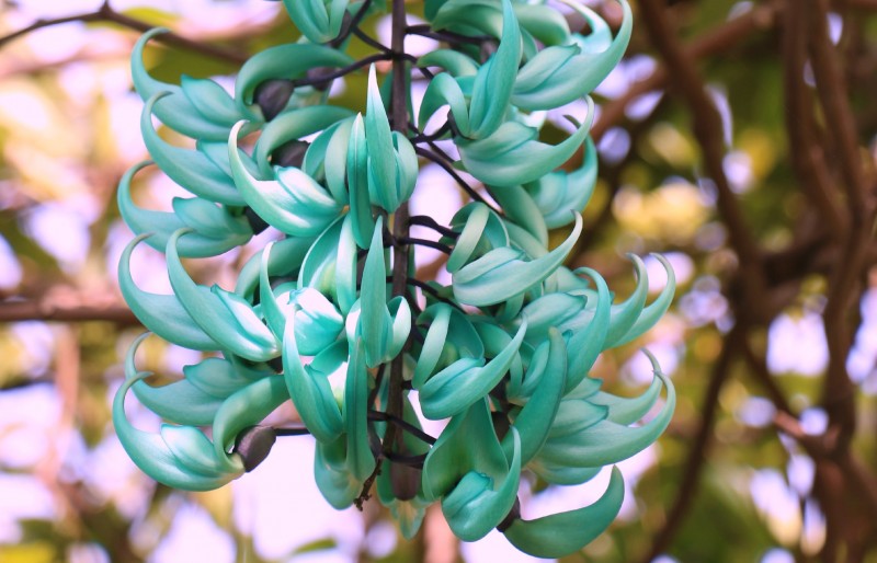 Jade vine closeup