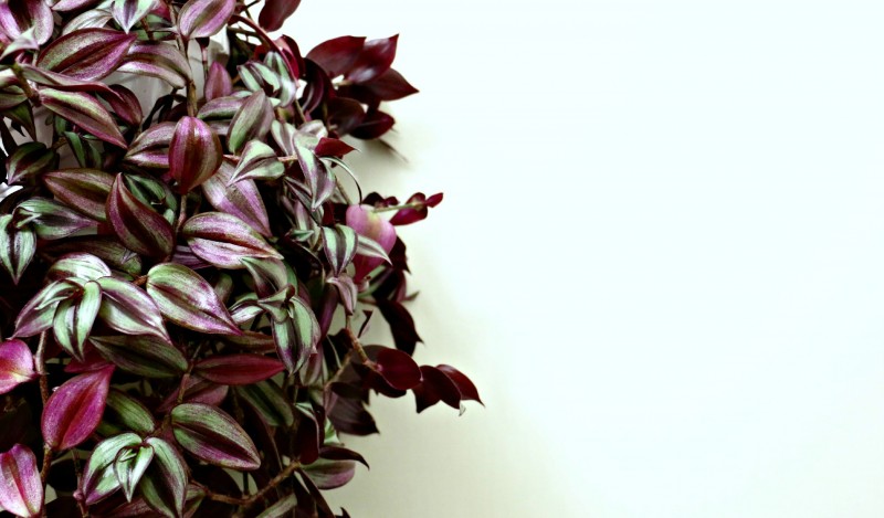 Wandering jew 1