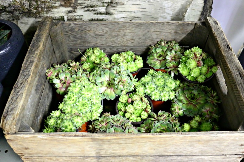 succulent box