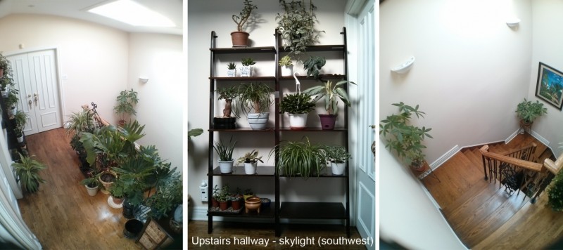 Hallway Plants