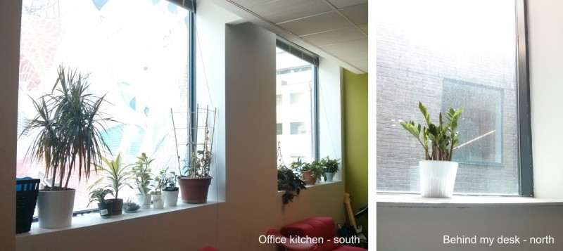 Office  plants