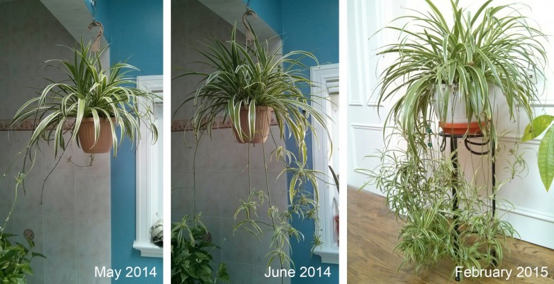 Spider plant progress