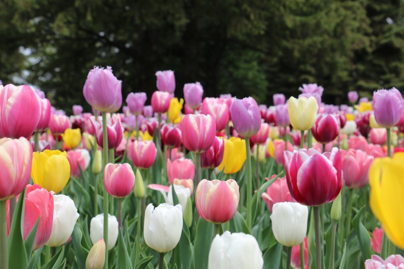 Tulips