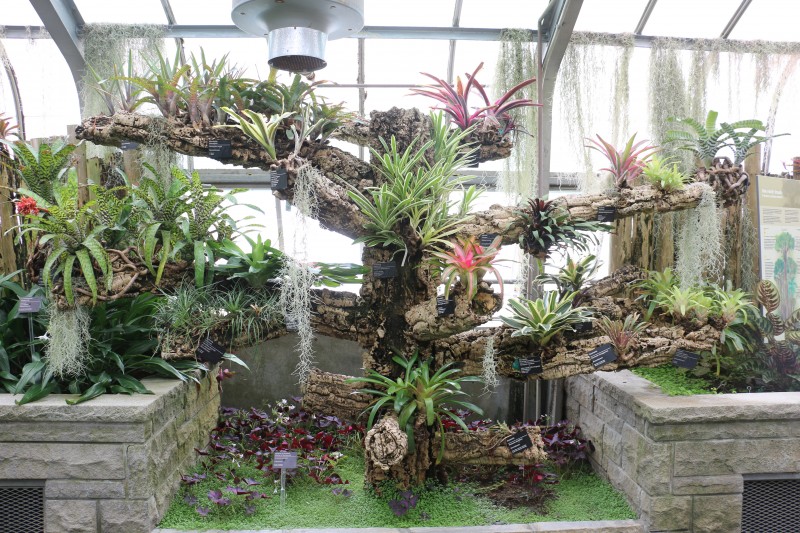 Tillandsia Room