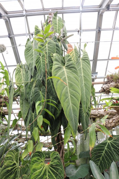 Elephant ears