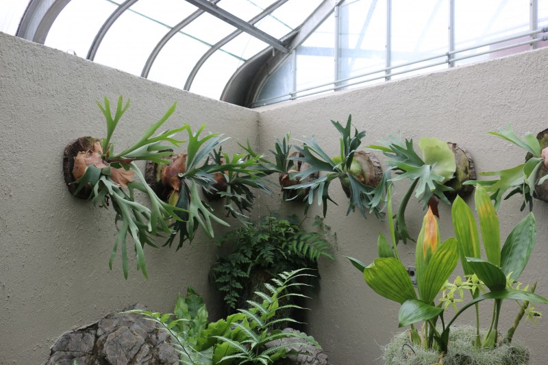 staghorn fern