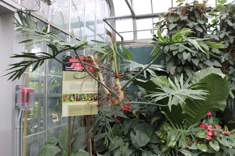 philodendron