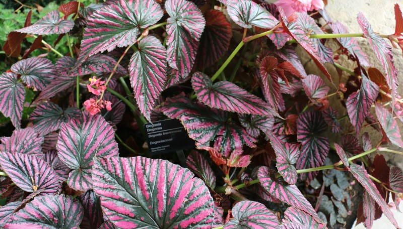 begonia5