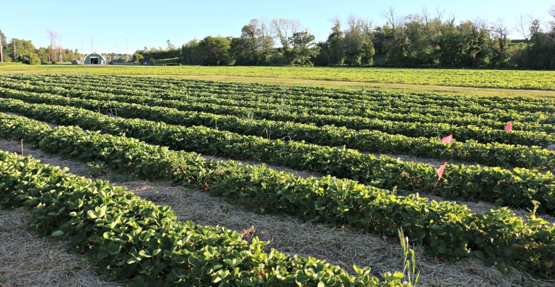 farm