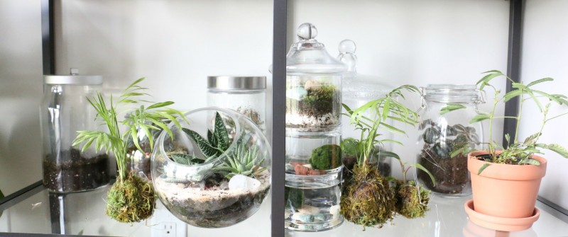 blogterrarium
